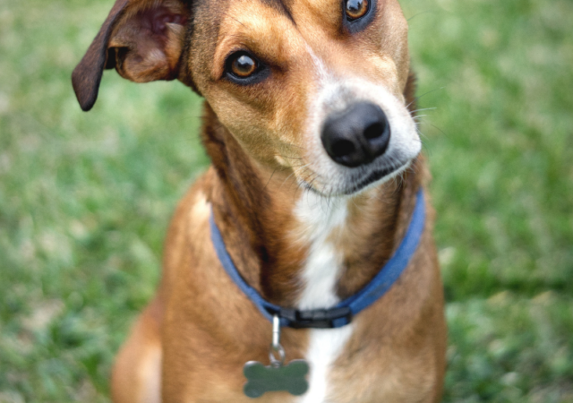 Cachorros famosos da TV e Cinema