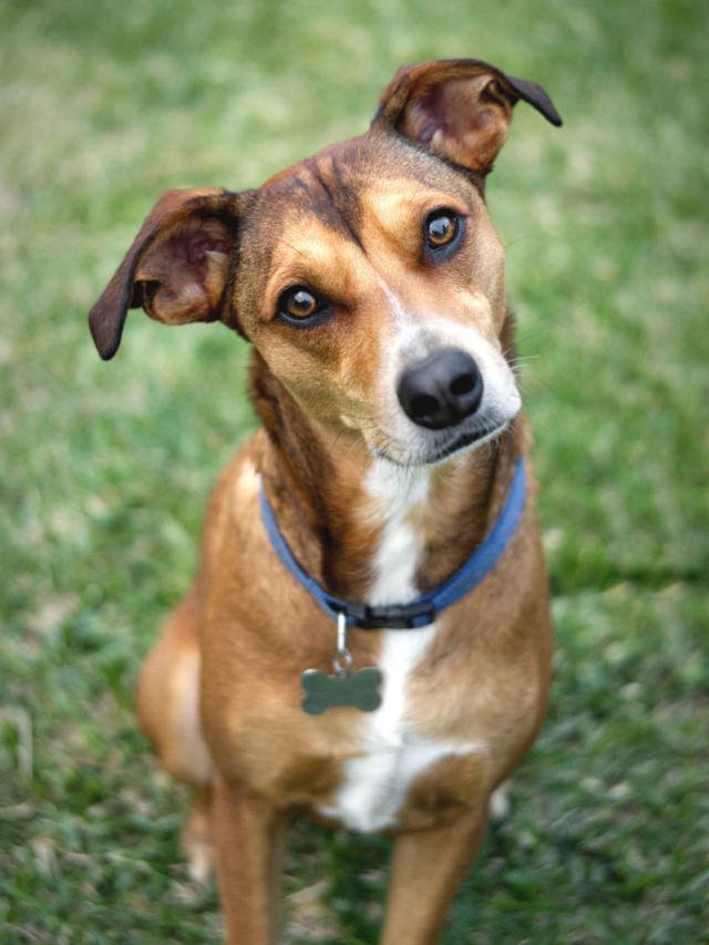 Cachorros famosos da TV e Cinema