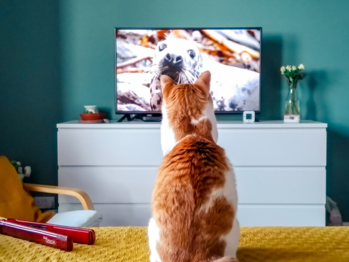 Estreias de setembro para assistir nos streamings