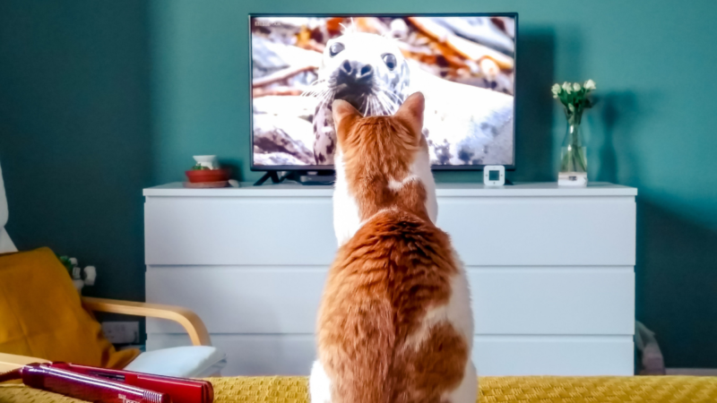 Estreias de setembro para assistir nos streamings