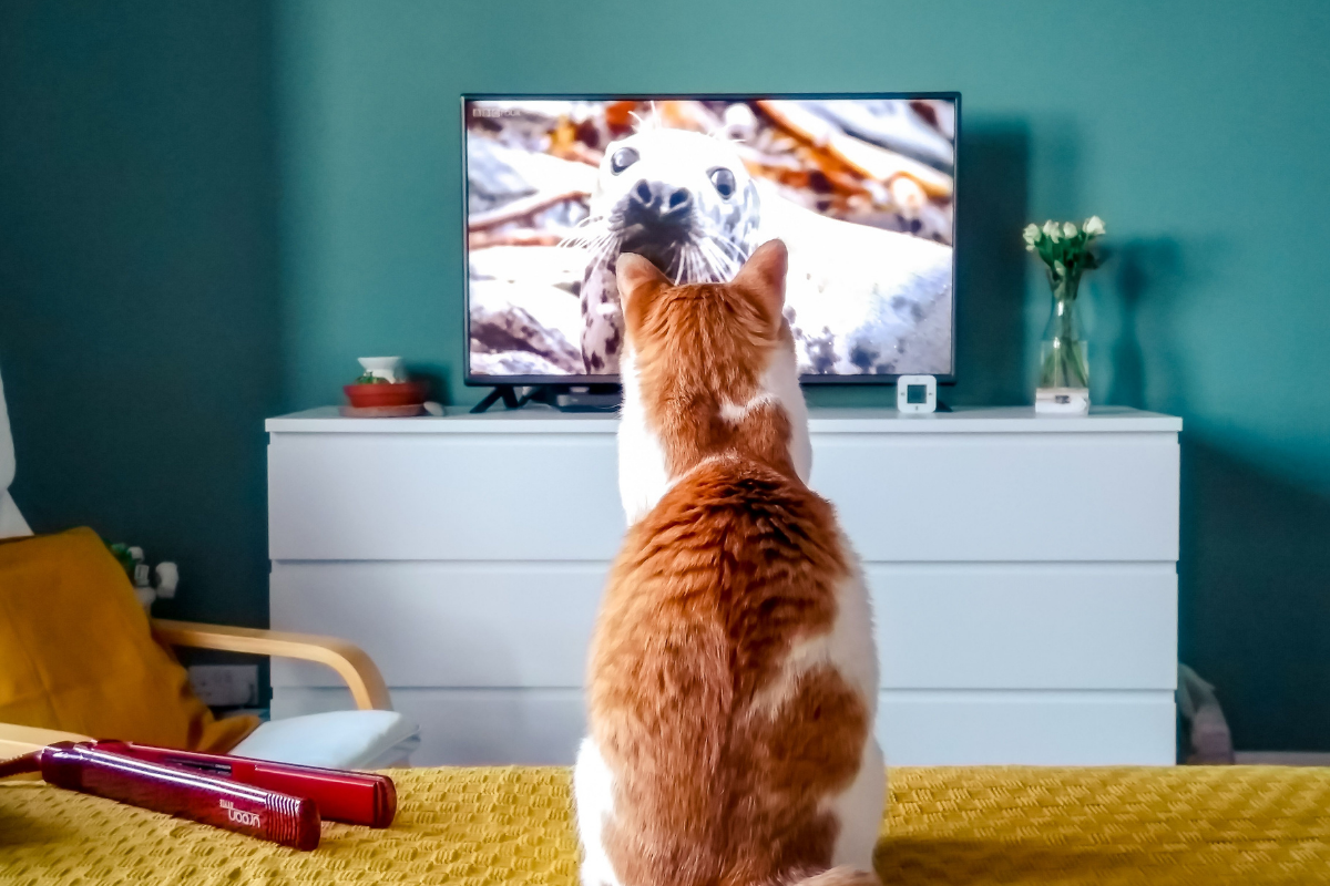 Estreias de setembro para assistir nos streamings